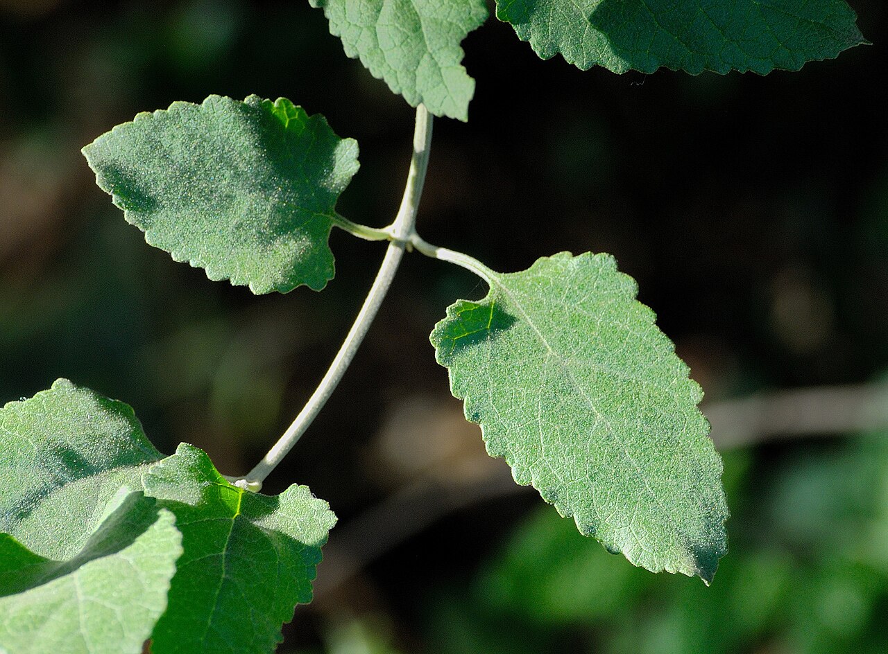 White climbing sagewood: Leaves of a White climbing sage, Jan Celliers Park, Pretoria