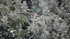 White climbing sagewood (Buddleja dysophylla)