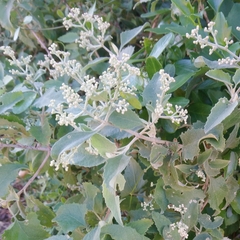 White climbing sagewood (Buddleja dysophylla)