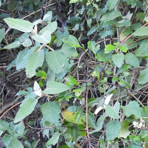 White climbing sagewood (Buddleja dysophylla)