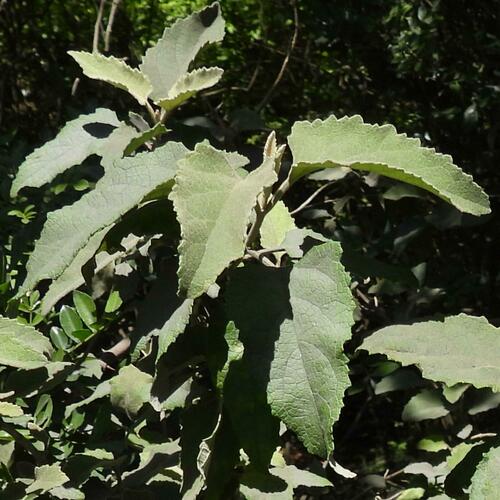 White climbing sagewood (Buddleja dysophylla)