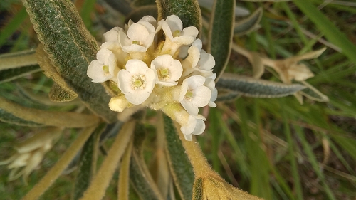 Buddleja elegans (Buddleja elegans)