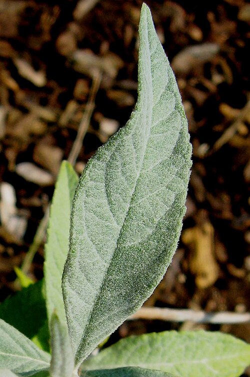 Buddleja fallowiana: Photo of a leaf of Buddelja fallowiana, taken at Longstock Park nursery, UK