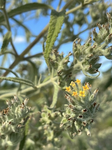 Buddleja grandiflora (Buddleja grandiflora)