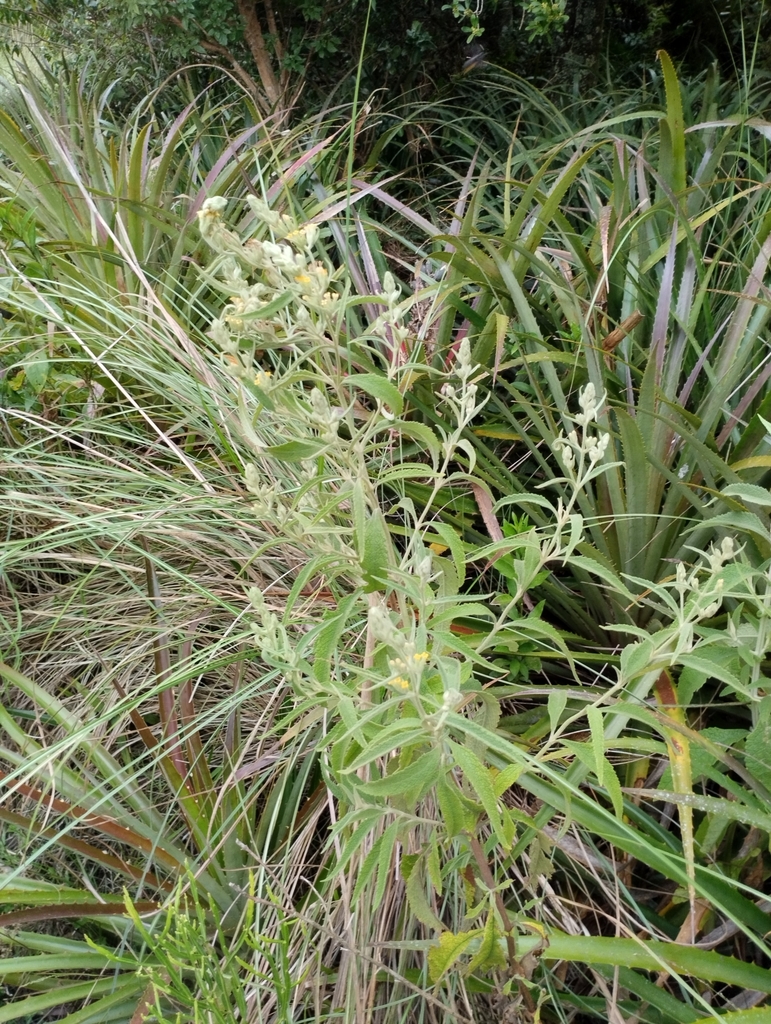 Buddleja grandiflora (Buddleja grandiflora)