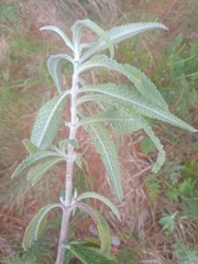 Buddleja grandiflora (Buddleja grandiflora)