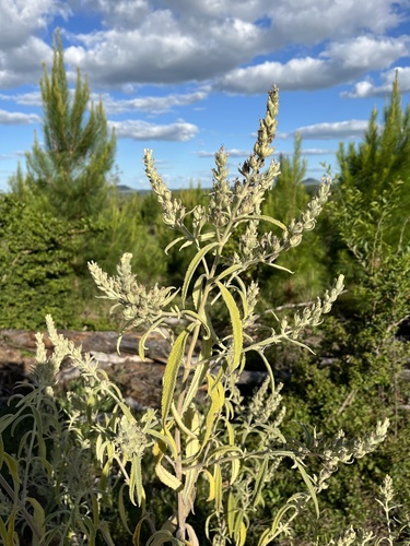 Buddleja grandiflora (Buddleja grandiflora)