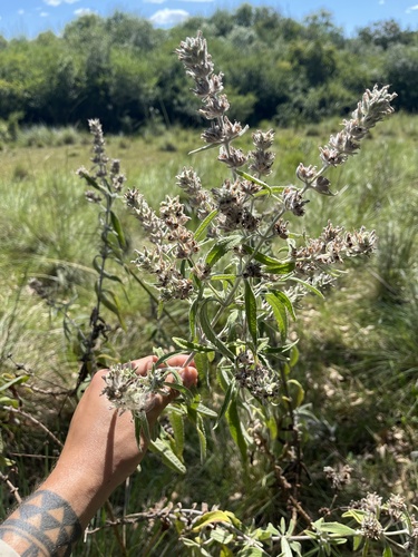 Buddleja grandiflora (Buddleja grandiflora)