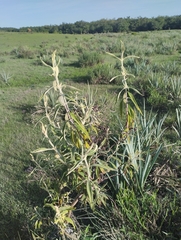 Buddleja grandiflora (Buddleja grandiflora)