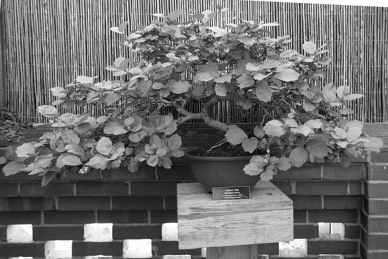 Buddleja indica: Buddleja indica (bonsai), Phipps Conservatory, Pittsburgh