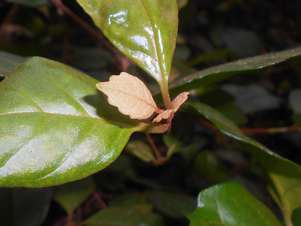 Buddleja indica: Buddleja indica , Botanischer Garten Berlin.