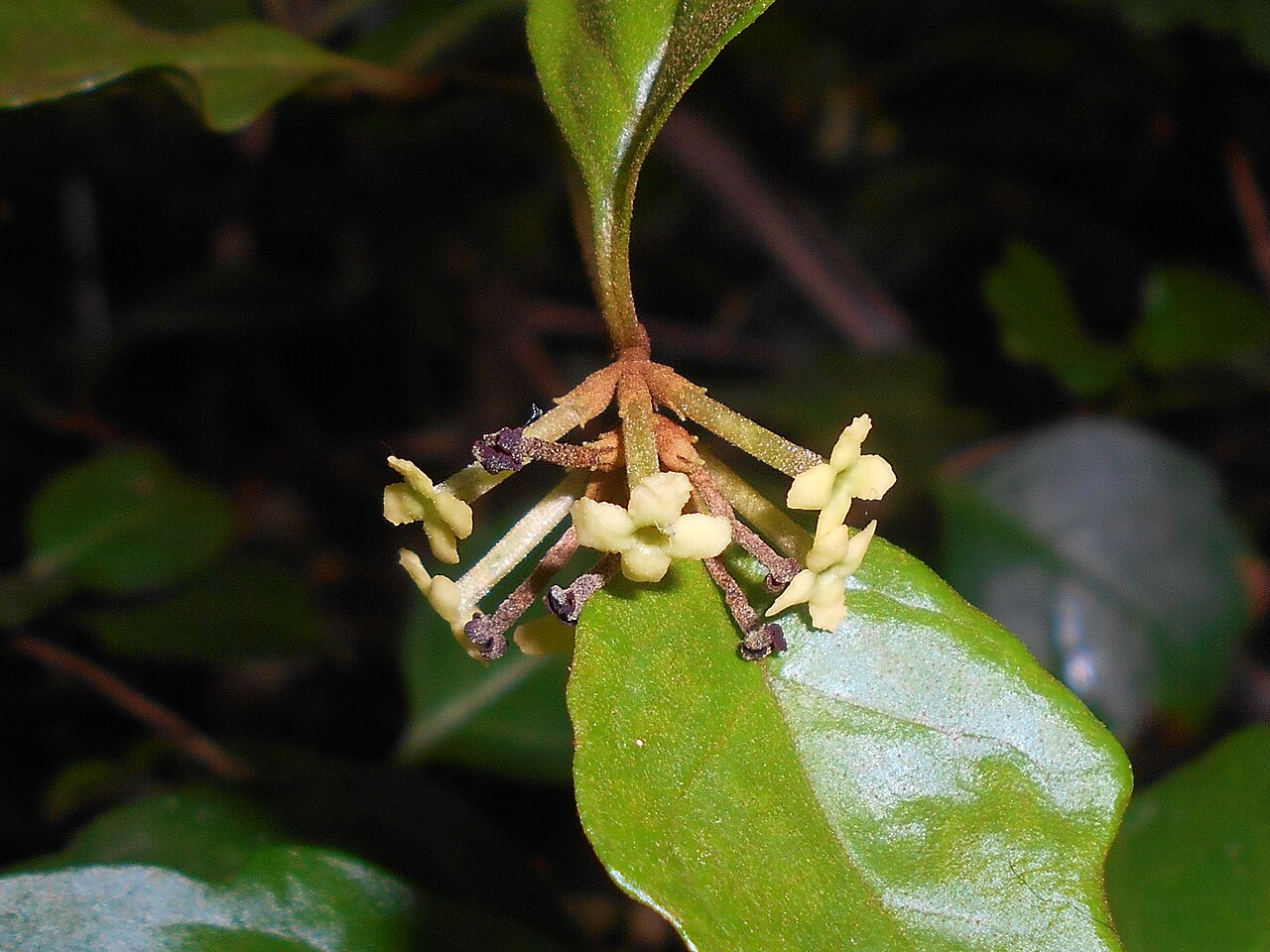 Buddleja indica: Buddleja indica , Botanischer Garten Berlin.