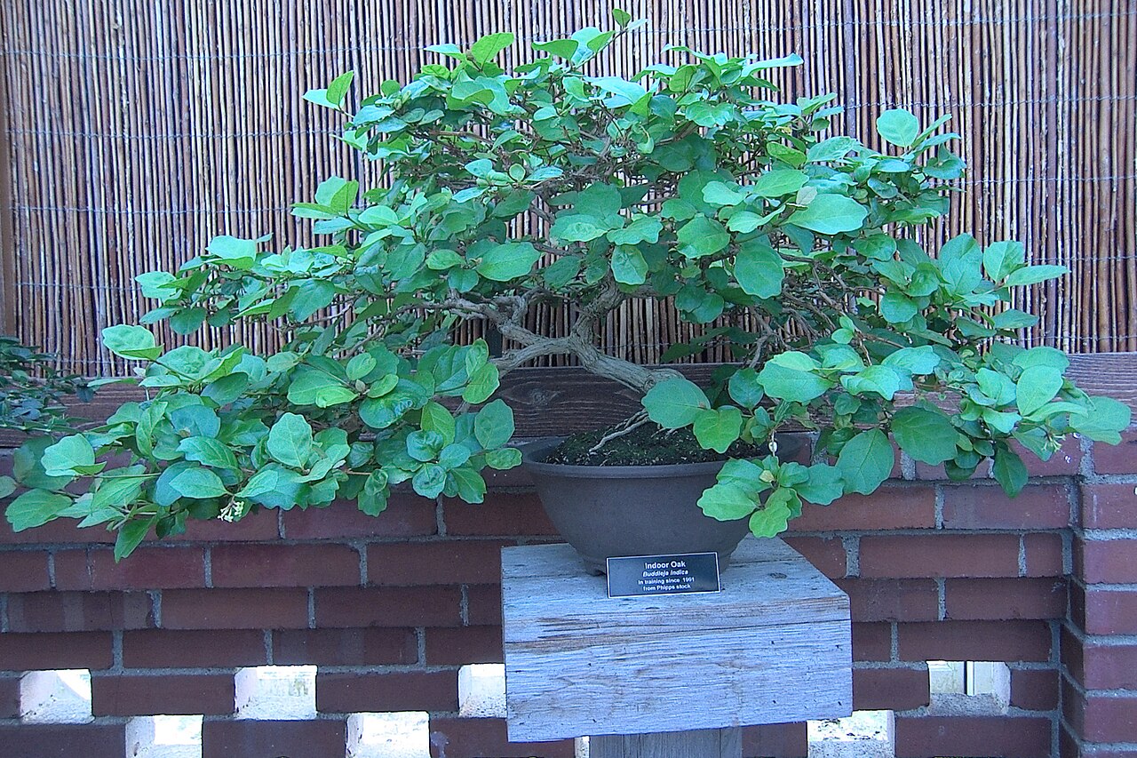 Buddleja indica: Buddleja indica (bonsai), Phipps Conservatory, Pittsburgh
