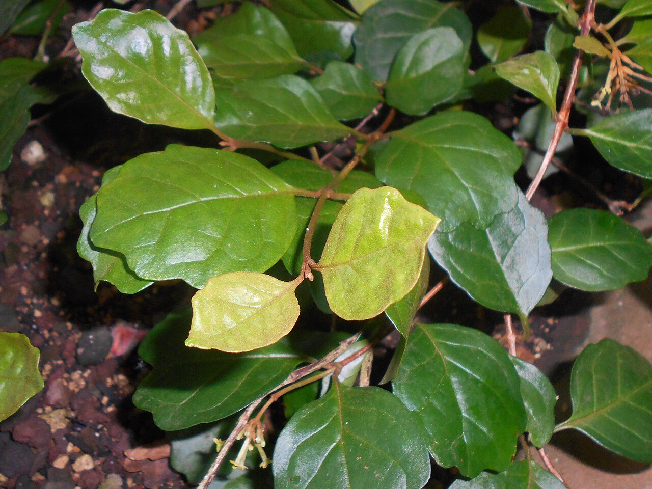 Buddleja indica: Buddleja indica , Botanischer Garten Berlin.