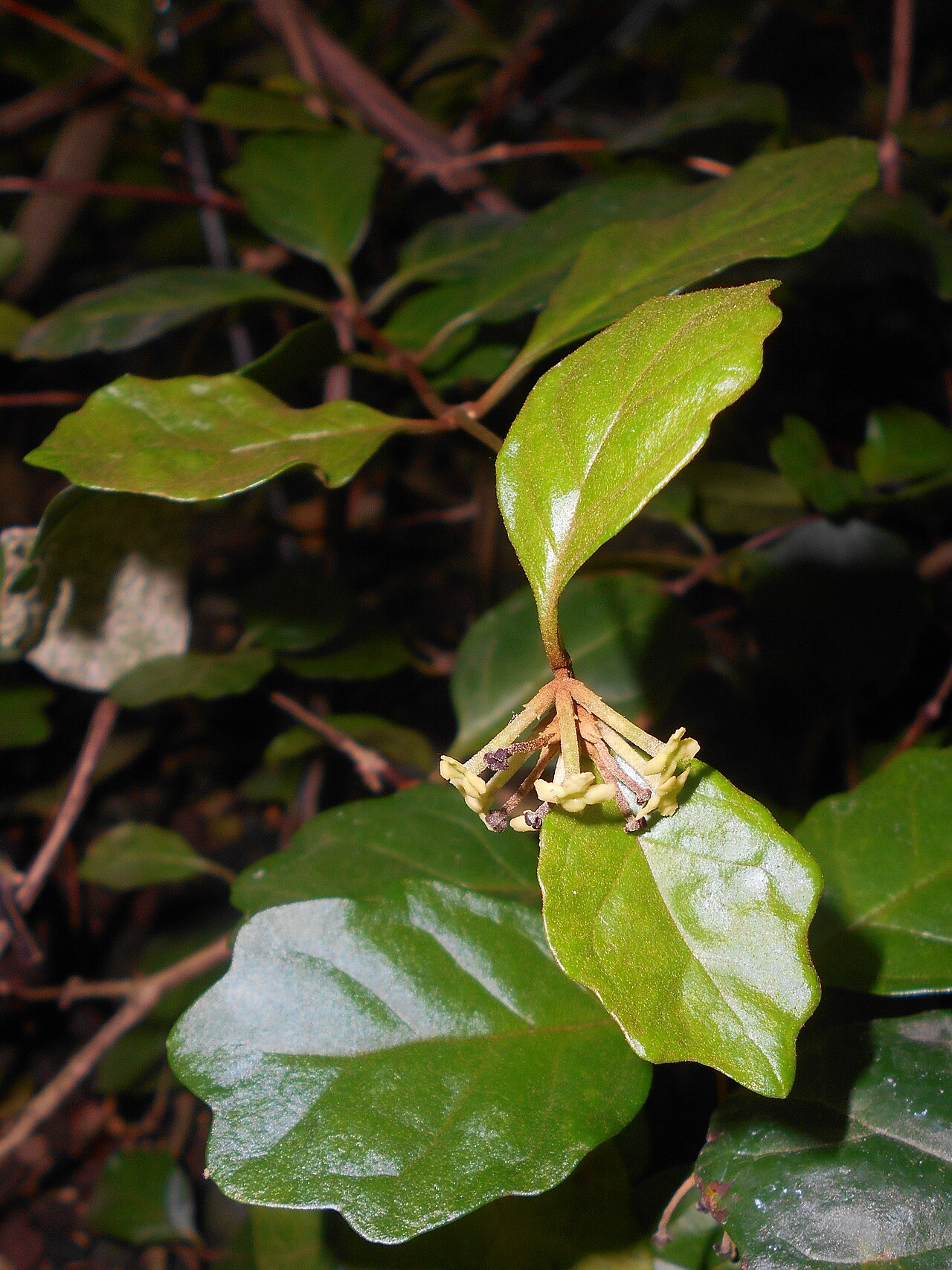 Buddleja indica: Buddleja indica , Botanischer Garten Berlin.