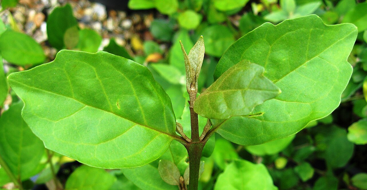 Buddleja indica: Photo of leaves of Buddleja indica