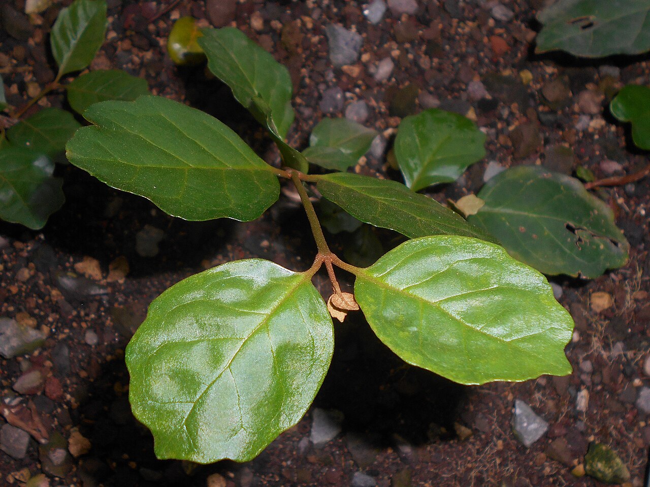Buddleja indica: Buddleja indica , Botanischer Garten Berlin.