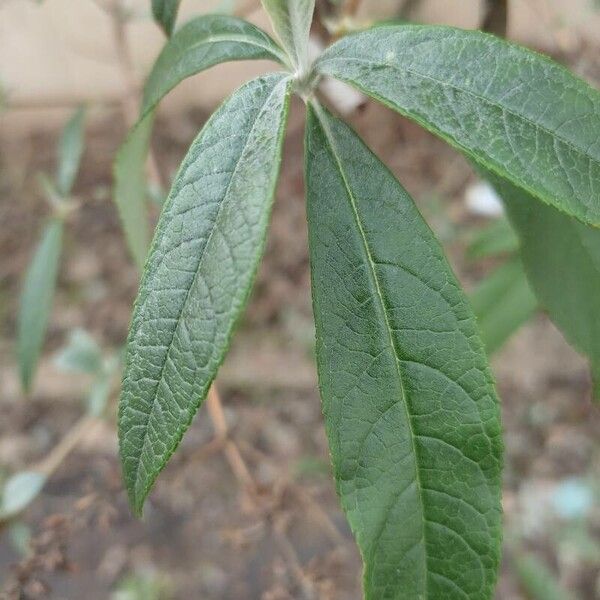 Buddleja japonica (Buddleja japonica)