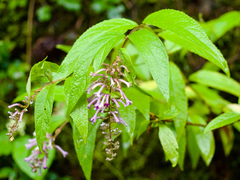 Buddleja japonica (Buddleja japonica)