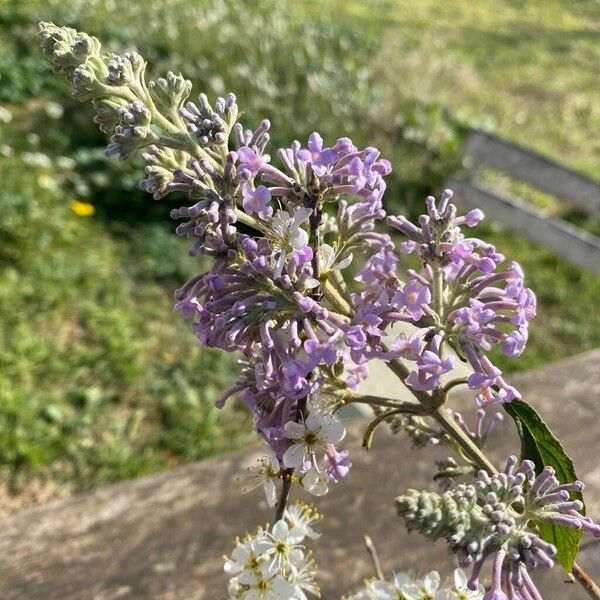 Buddleja japonica (Buddleja japonica)