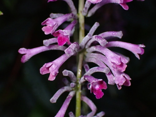 Buddleja japonica (Buddleja japonica)