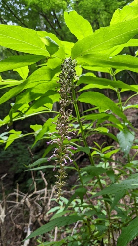 Buddleja japonica (Buddleja japonica)