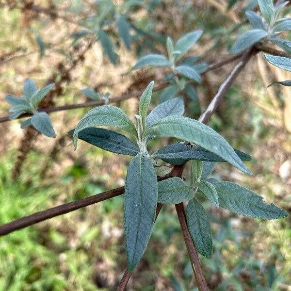 Buddleja japonica (Buddleja japonica)
