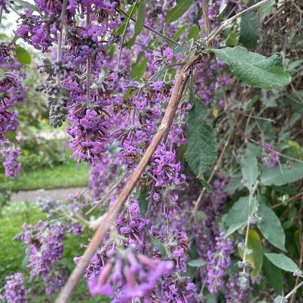 Buddleja japonica (Buddleja japonica)