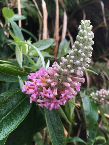 Buddleja macrostachya (Buddleja macrostachya)
