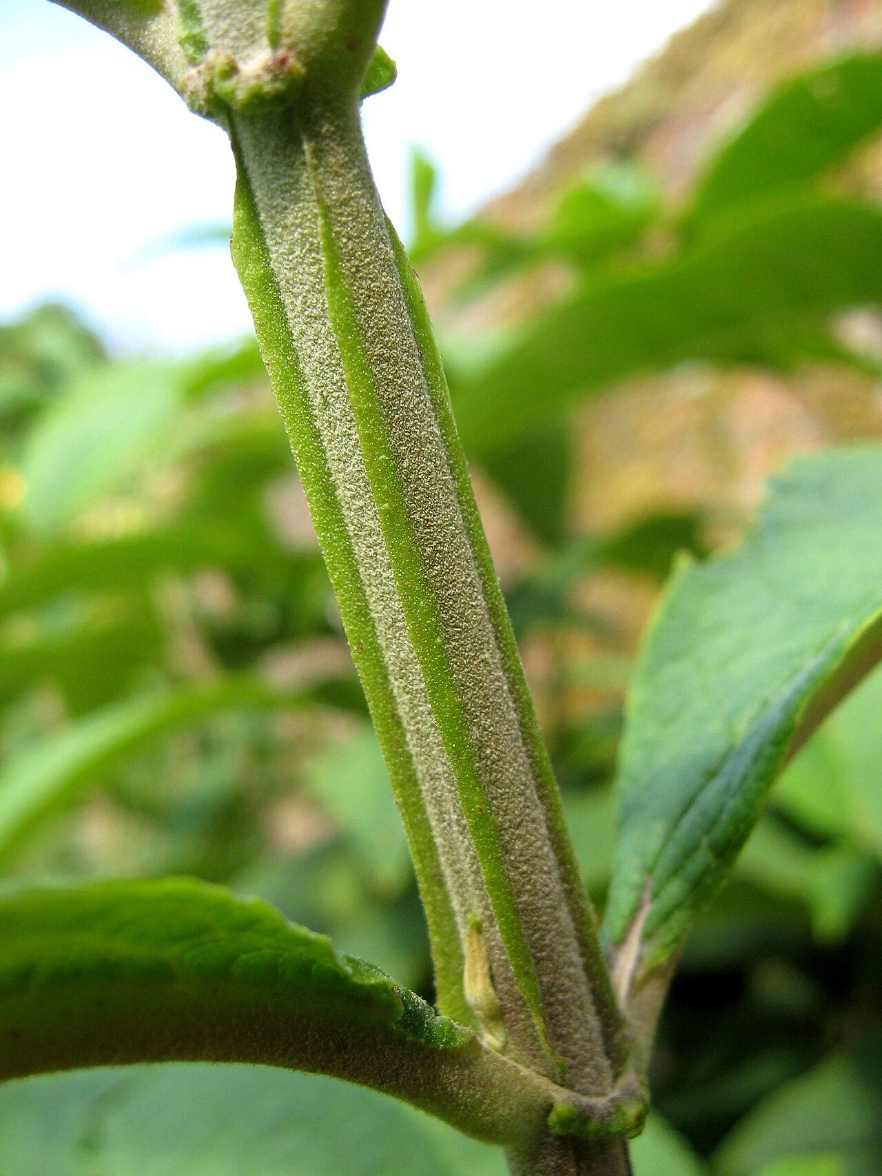 Buddleja macrostachya: Photo of winged stem of Buddleja macrostachya, Hinton Ampner, UK