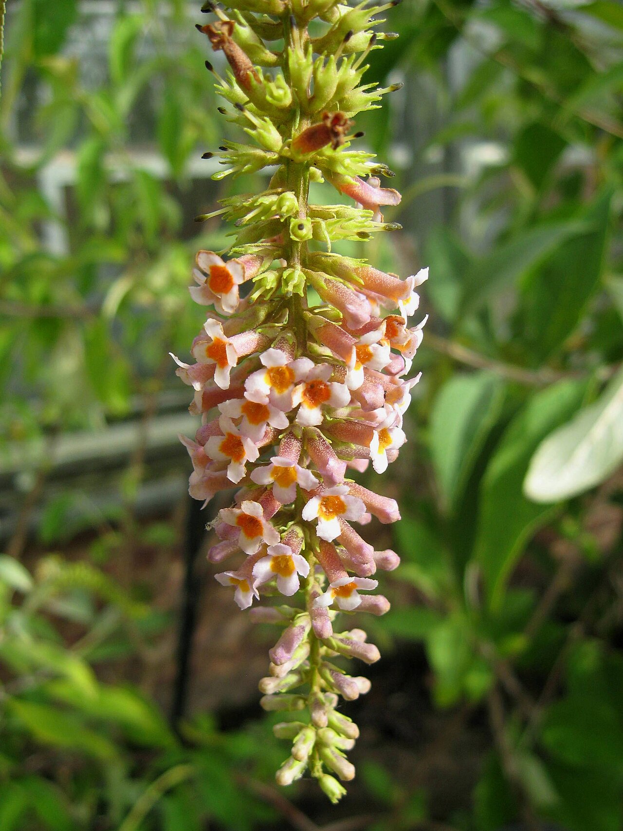 Buddleja macrostachya: Photo of Buddleja macrostachya panicle taken at Longstock park nursery, UK