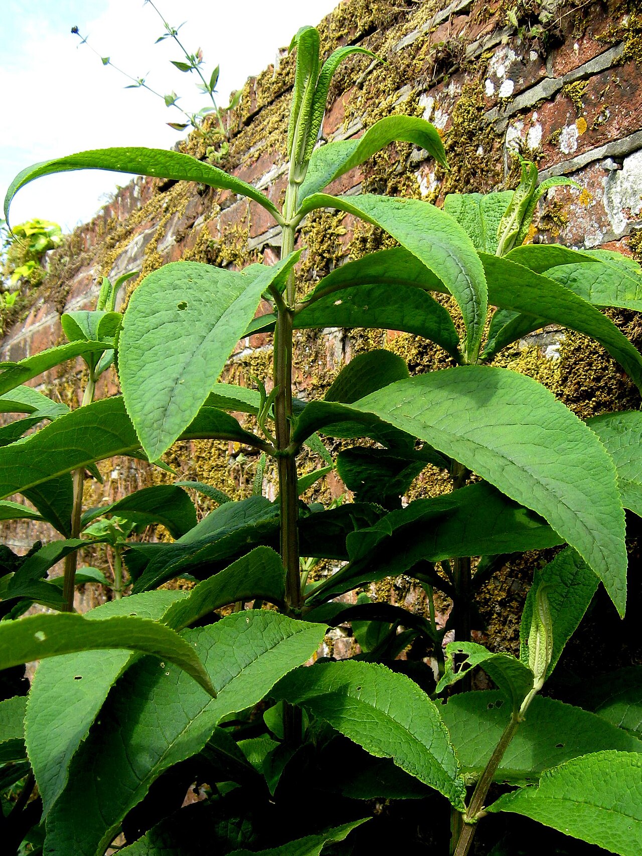 Buddleja macrostachya: Photo of B. macrostachya branch, Hinton Ampner, UK