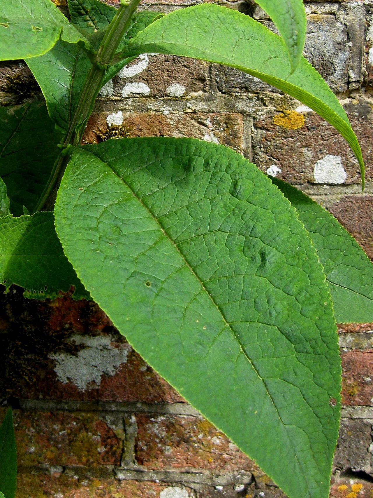 Buddleja macrostachya: Photo of foliage of Buddleja macrostachya, Hinton Ampner, UK