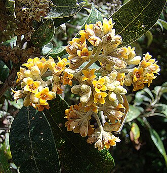 Buddleia nitida: Native to the mountains of Mesoamerica. Photo from near the town of Dota, Costa Rica. In context at www.dixpix.ca/meso_america/Flora/verbena/index.html