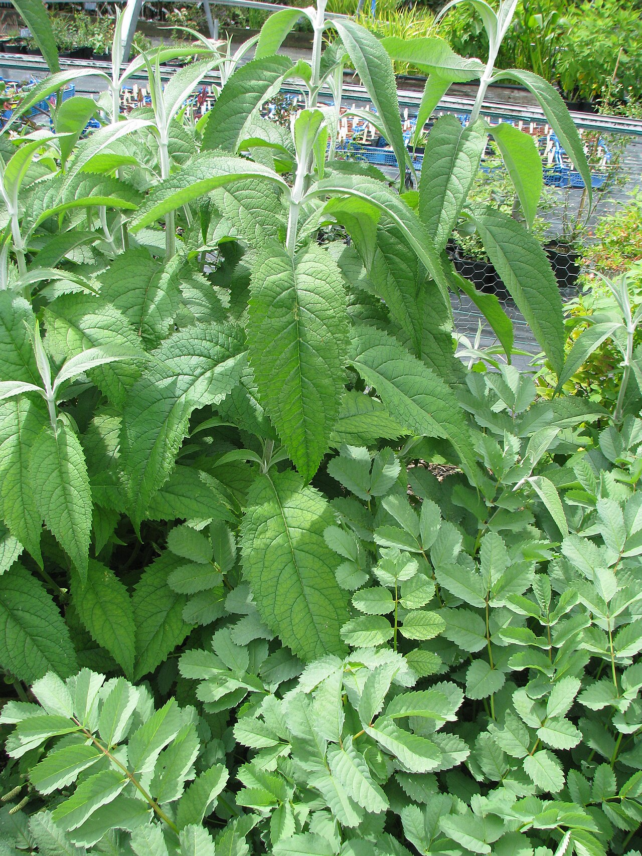 Buddleja nivea: Buddleja nivea yunnanensis and Sanguisorba applanata