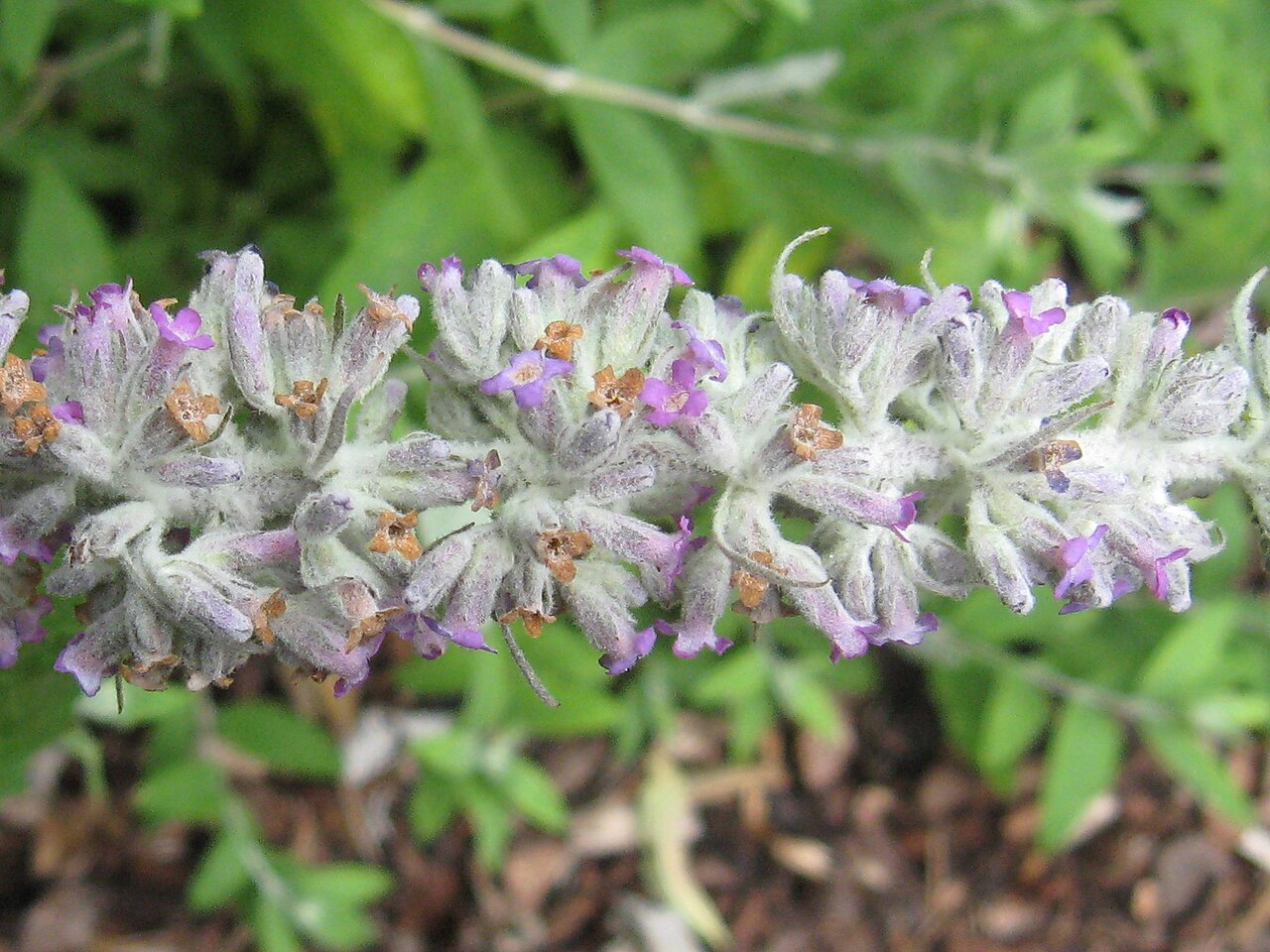 Buddleja nivea: Photo of the inflorescence of Buddleja nivea var. yunnanensis, taken at longstock Park Nursery, Hampshire