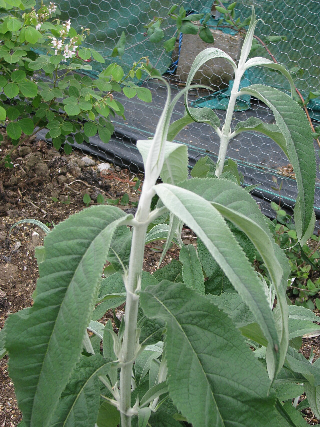 Buddleja nivea: Buddleja nivea yunnanensis