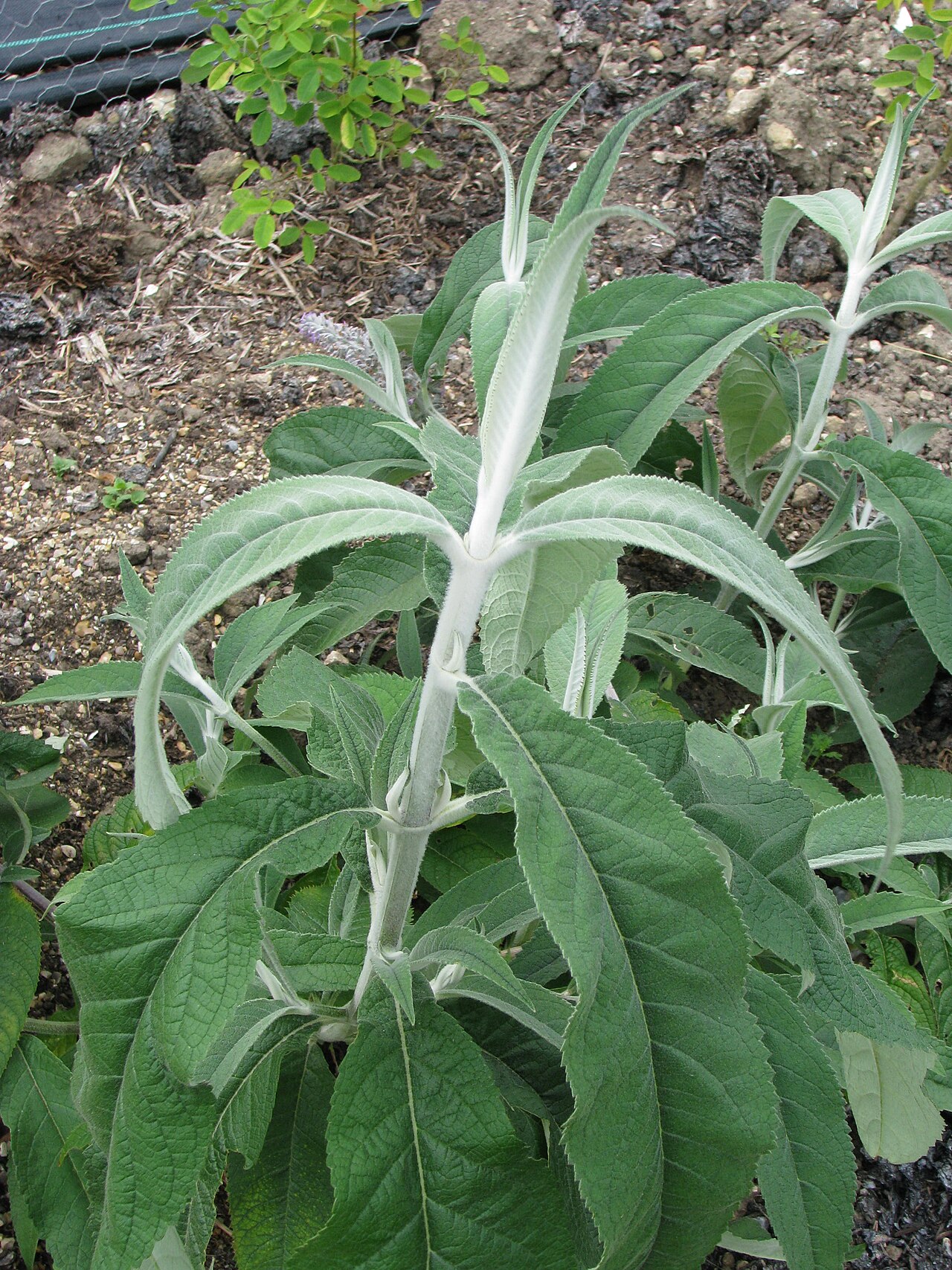 Buddleja nivea: Amazing foliage plant - leaves up to 10ins long, maybe more