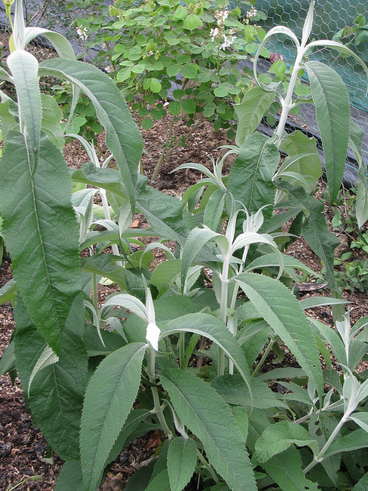 Buddleja nivea: Buddleja nivea yunnanensis