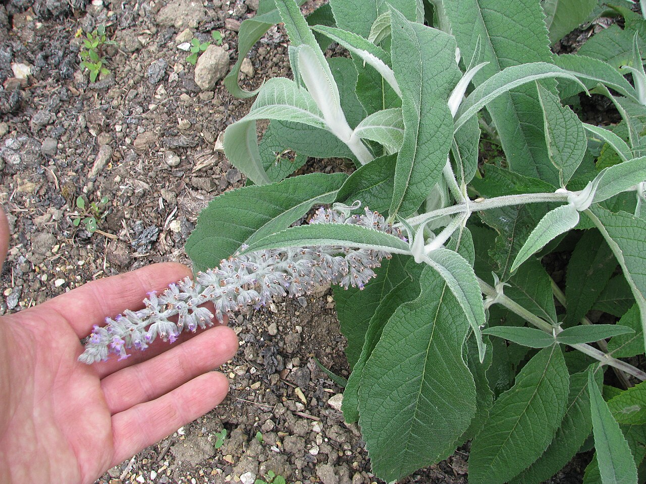 Buddleja nivea: Flowers small but in large inflorescences and set in white fluff, so overall, better than many related species. All in all rather magnificent