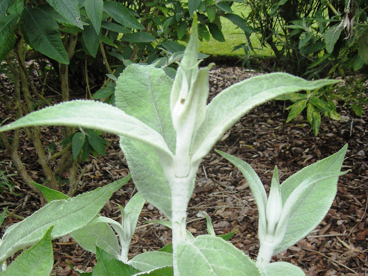 Buddleja nivea: Photo of Buddleja nivea foliage, Longstock Park Nursery