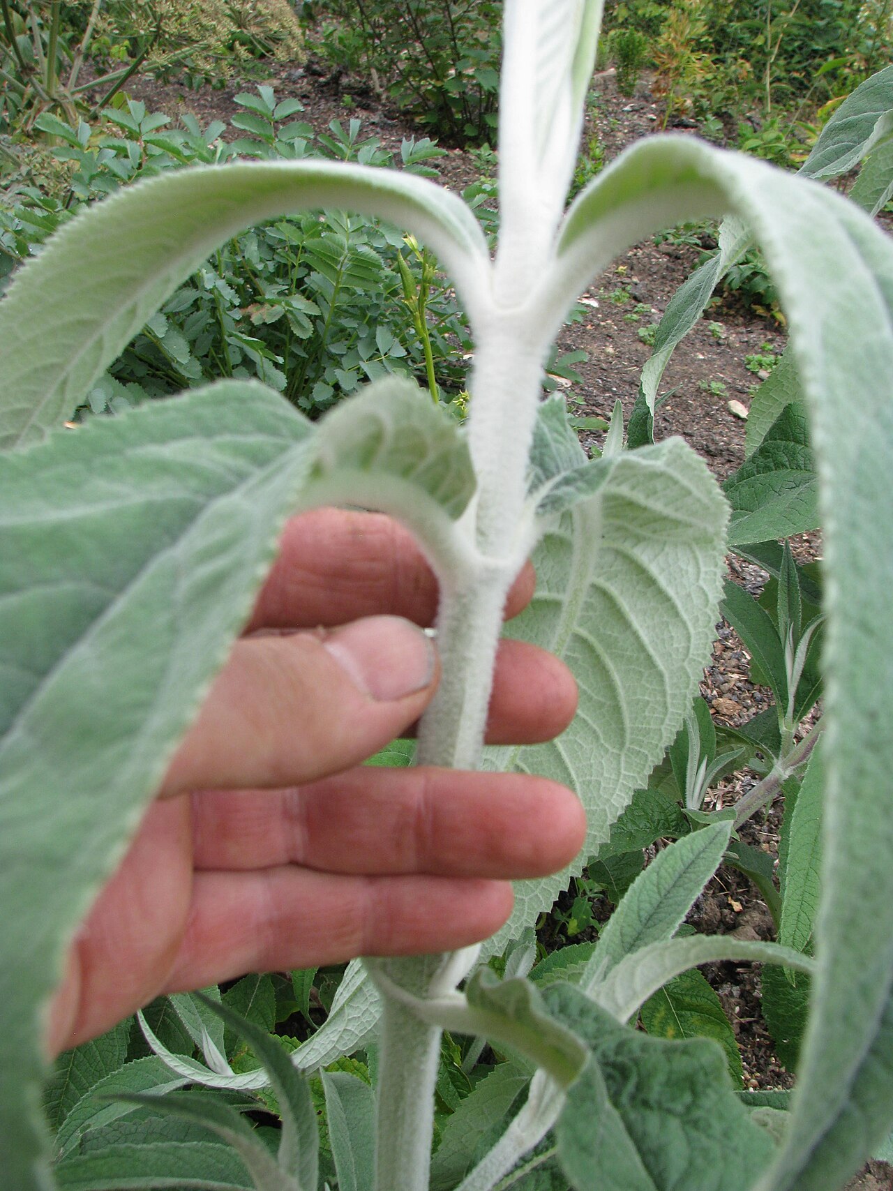 Buddleja nivea: Buddleja nivea yunnanensis