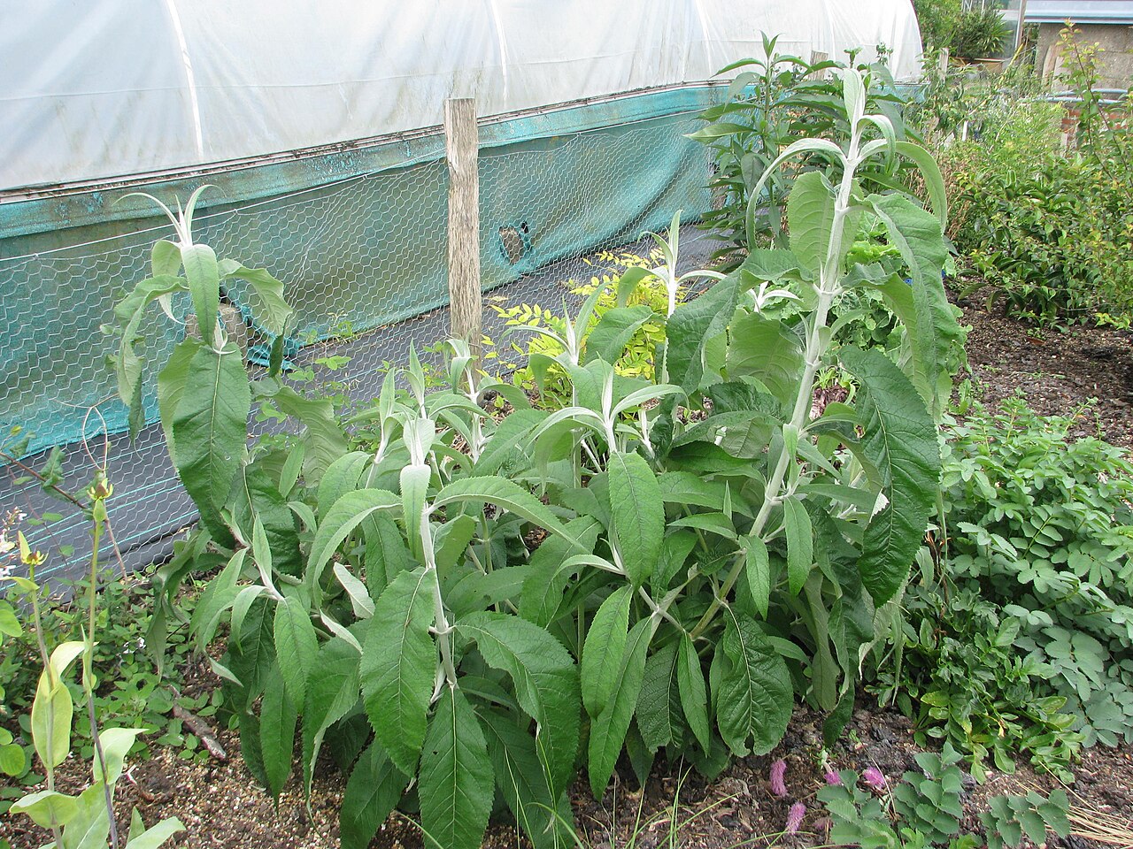 Buddleja nivea: This has formed an absolute monster of a plant in just a couple of months