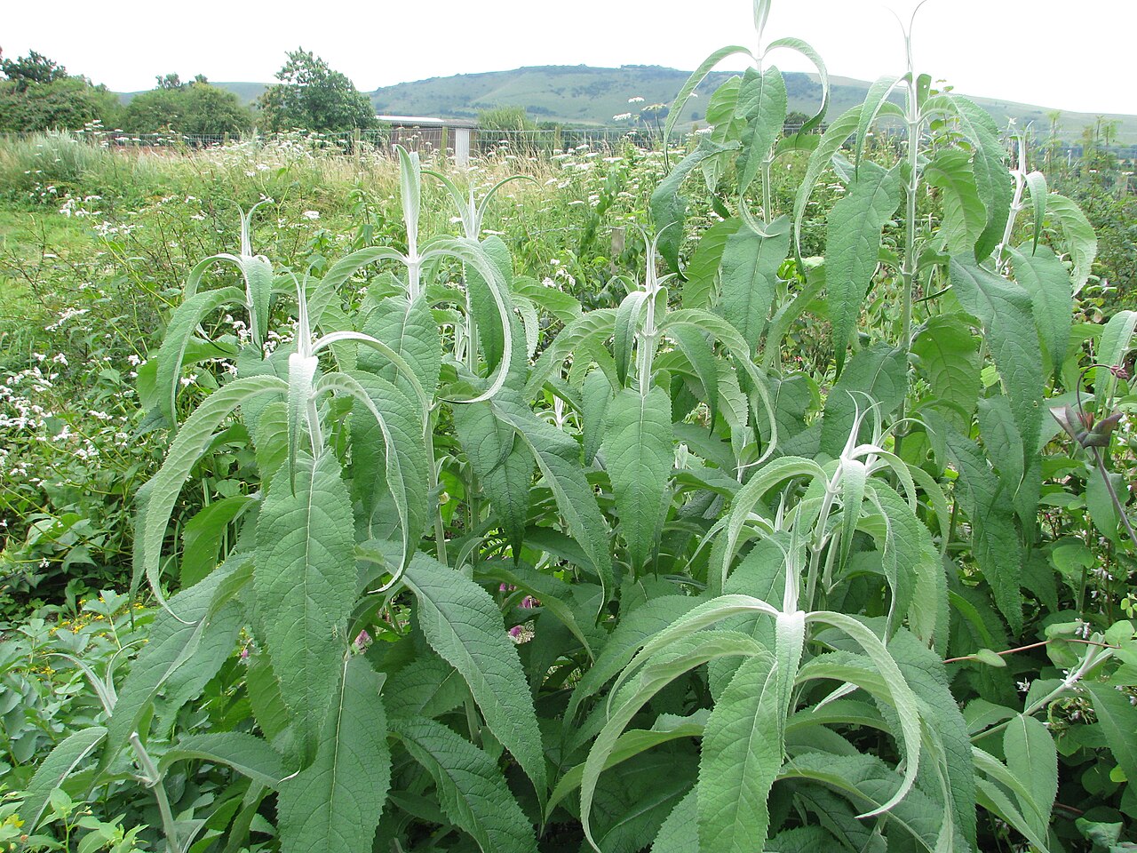 Buddleja nivea: Buddleja nivea yunnanensis