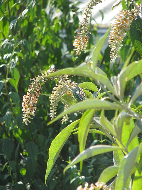 Buddleja paniculata: One of my favourite new plants - very free flowering, fragrant (and the spent flowers don't look crappy as in some Buddleja) good foliage and compact.