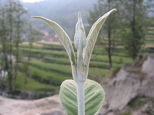 Buddleja paniculata: This is a photo of a natural site in Nepal identified by the ID