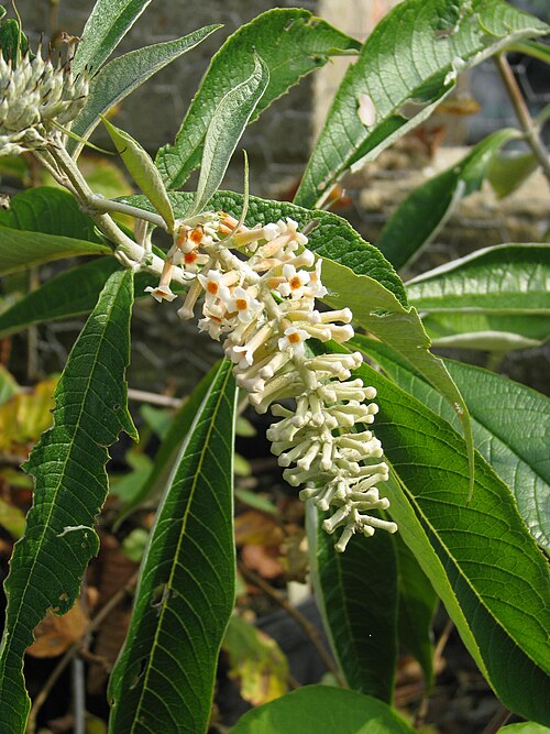 Buddleja paniculata: Buddleja paniculata