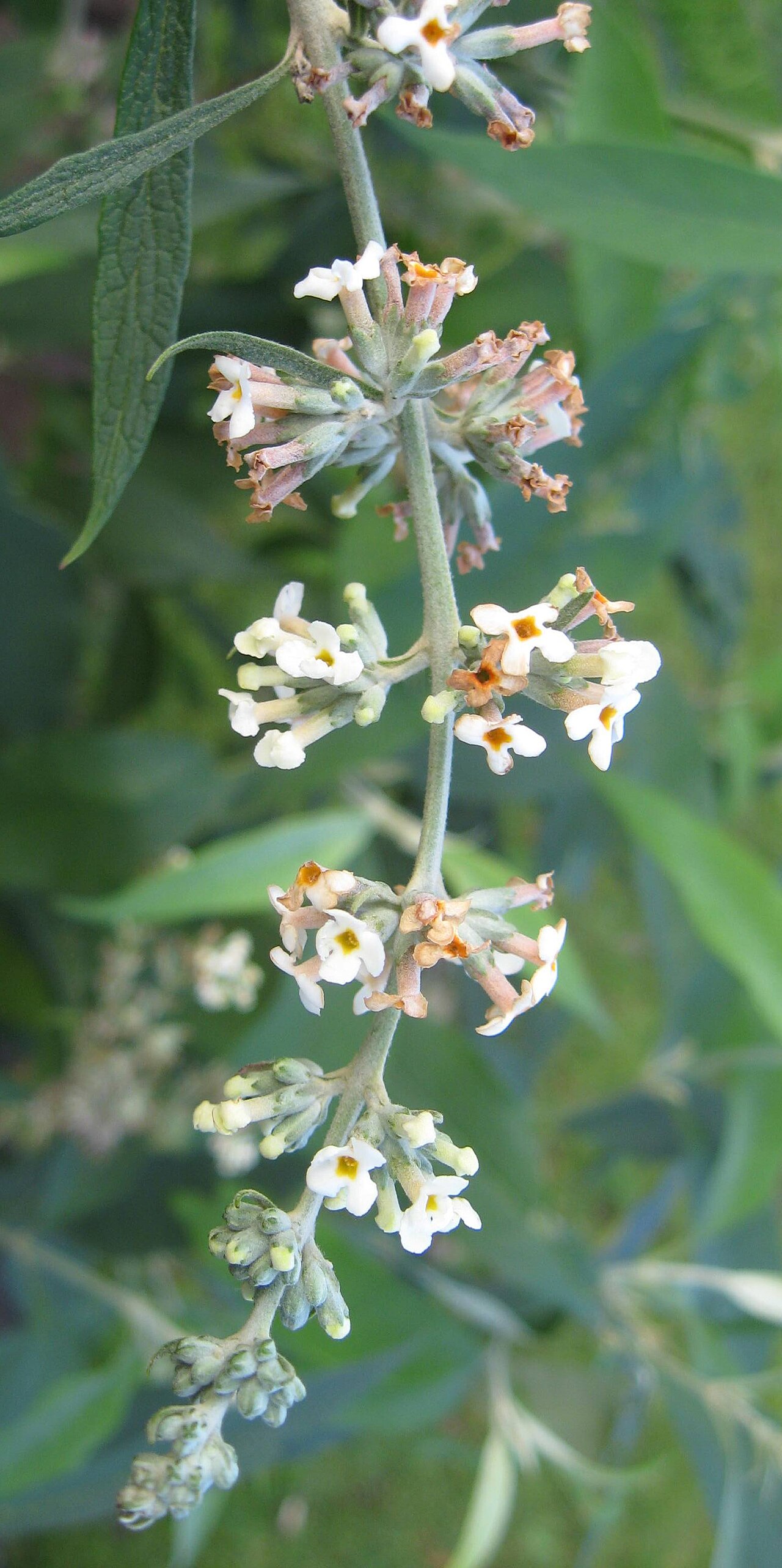 Buddleja paniculata: Photo of the inflorescence of Buddleja paniculata, taken at Portchester, England.