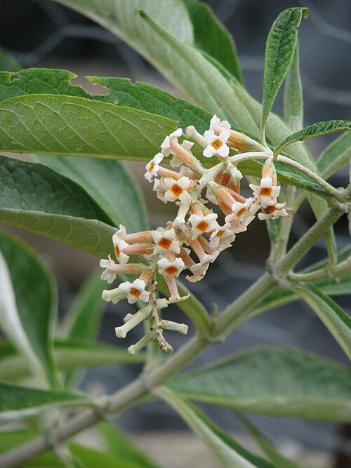 Buddleja paniculata: Buddleja paniculata