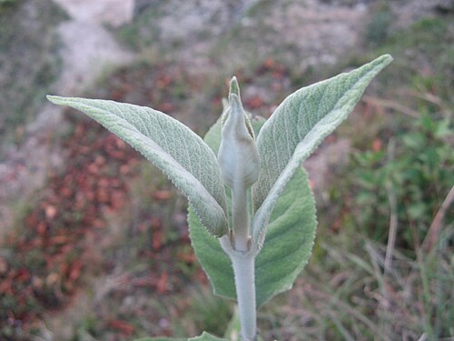 Buddleja paniculata: This is a photo of a natural site in Nepal identified by the ID